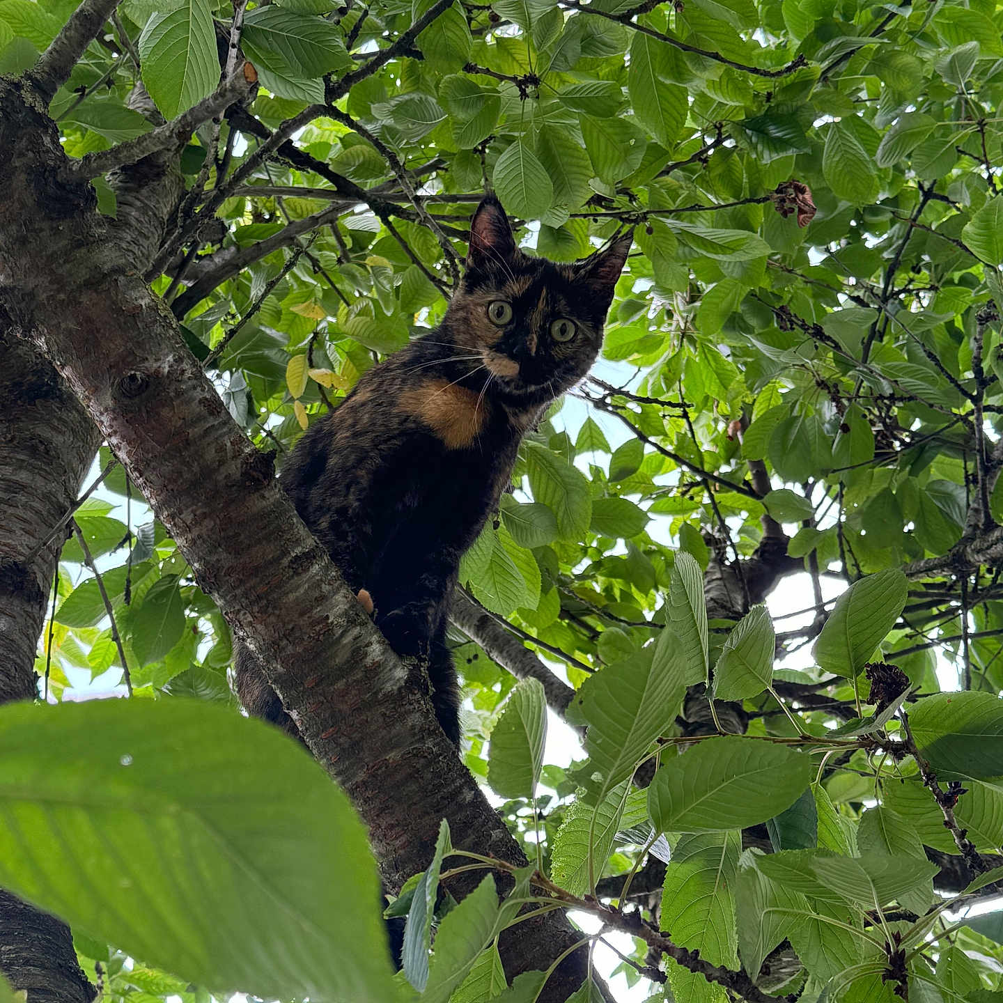 Cookie participe au concours pour gagner de l'argent avec cette photo : abyssinian, animal, blackcat, cat, flower, food, fruit, ivy, jungle, kitten, leaf, manx, nature, outdoors, pet, plant, produce, tree, treetrunk, vegetation