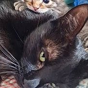 Nala a rejoint le concours — aidez-le/la à gagner de superbes lots ! kitten, cat, black_cat, tabby_kitten, animal, pet, cute, feline, close_up, indoor, quilt, resting, fur, whiskers, eyes, paw, snuggle, companion, cozy, domestic_animal