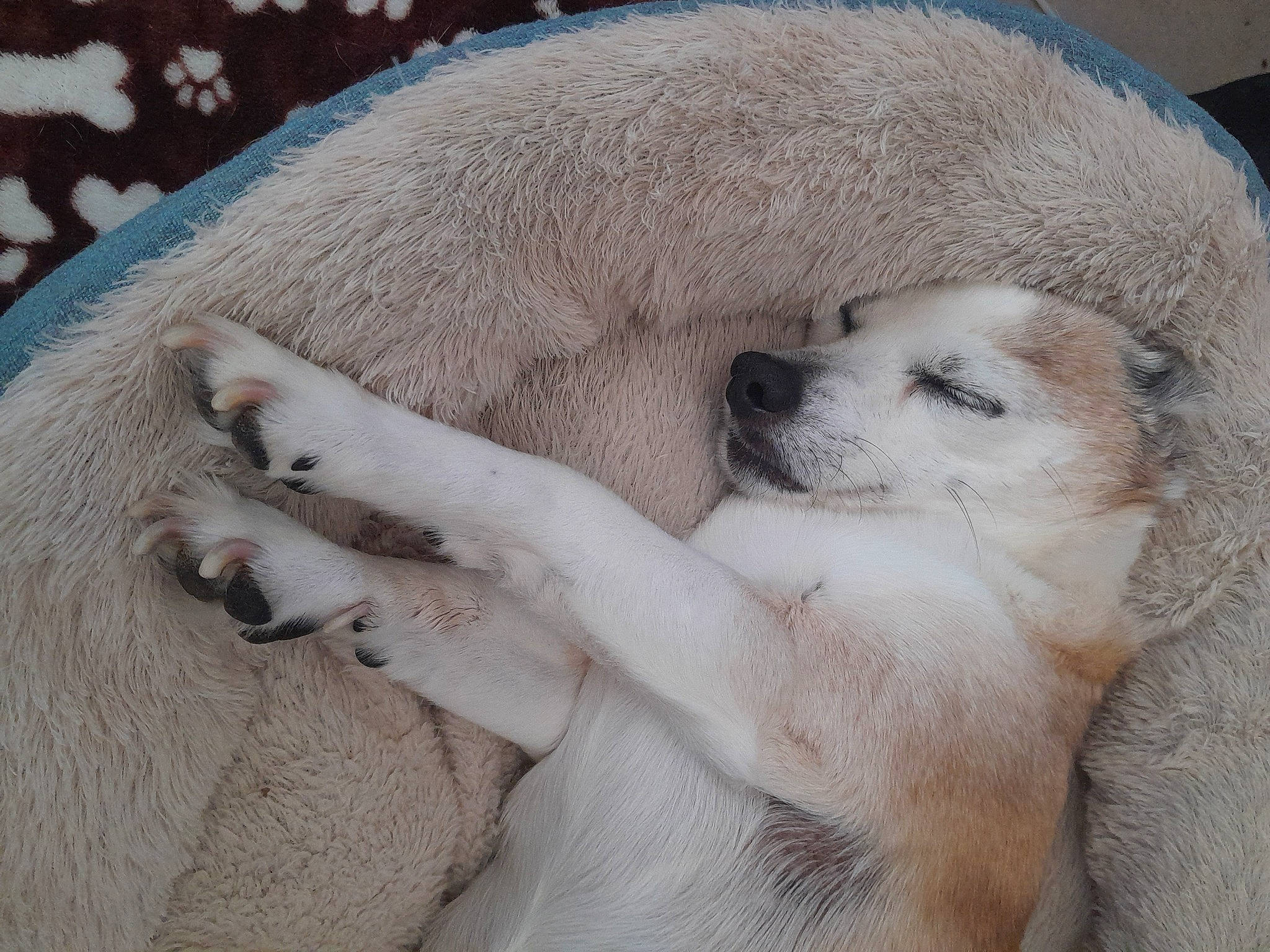 Bullet joined the competition — help win amazing prizes! canidae, carnivore, claw, comfort, companion_dog, dog, dog_breed, fawn, fur, nap, paw, pet_supply, sporting_group, terrestrial_animal, watch, whiskers