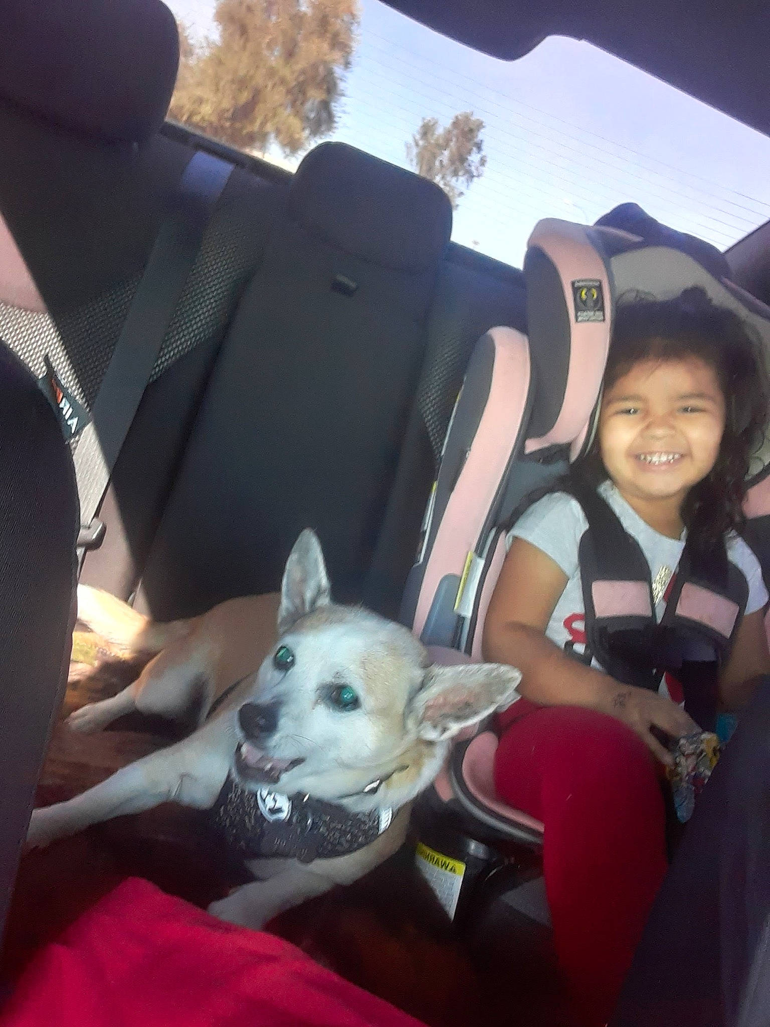 Bullet joined the competition — help win amazing prizes! canidae, carnivore, comfort, companion_dog, dog, dog_breed, event, family_car, fawn, fur, happy, interaction, lap, luxury_vehicle, sitting, smile, sporting_group, t_shirt, toddler, toy_dog