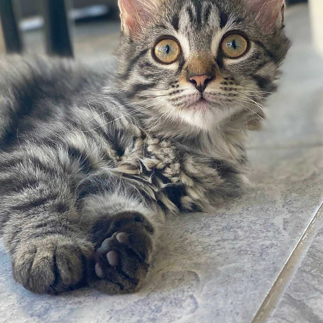 Ohana participe au concours pour gagner de l'argent avec cette photo : abyssinian, angora, animal, cat, electronics, hardware, hardwood, kitten, manx, pet, slate, wood