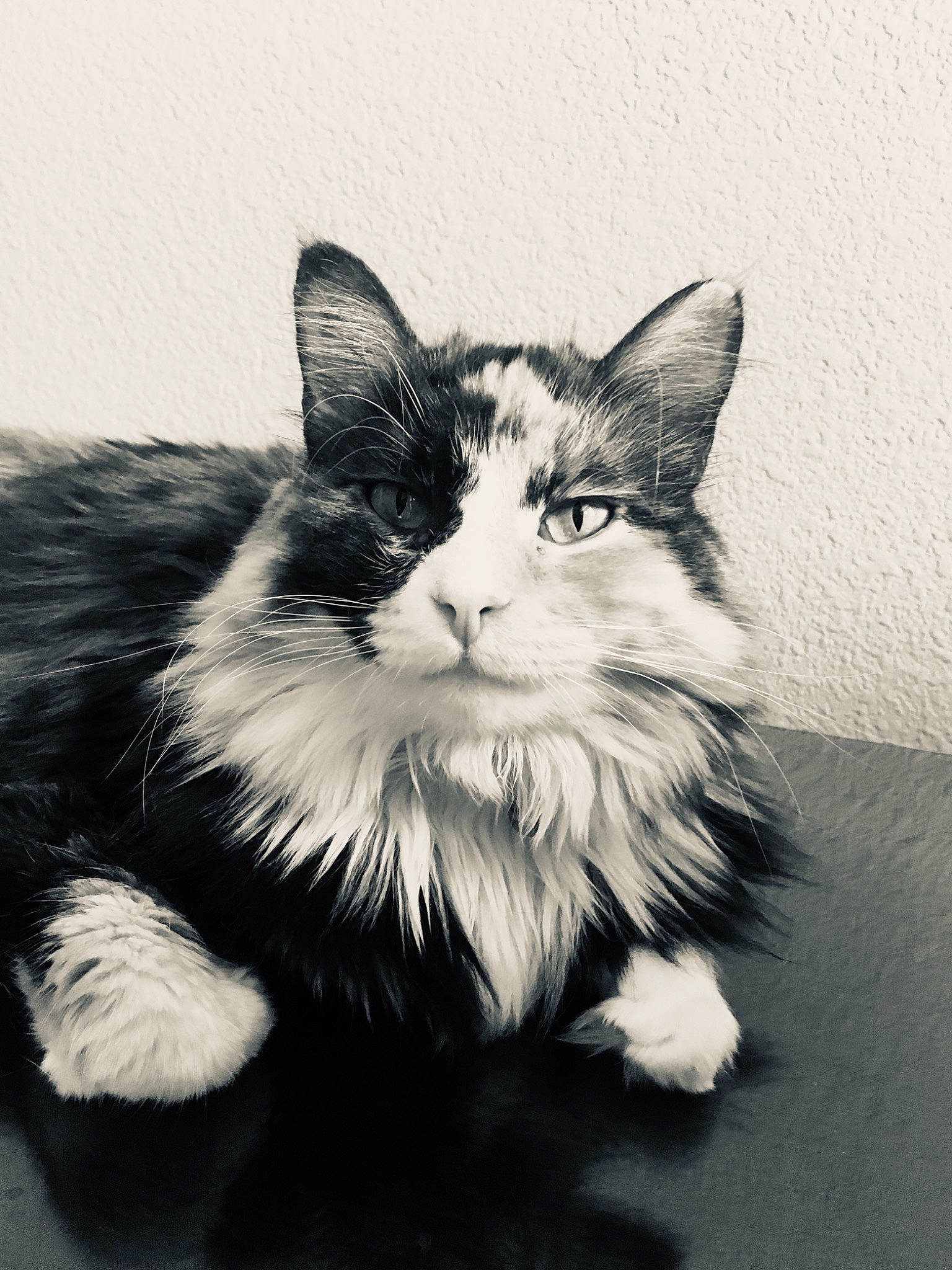 Irini joined the competition — help win amazing prizes! black_and_white, carnivore, cat, domestic_long_haired_cat, drawing, ear, eye, felidae, fur, kitten, maine_coon, mammal, monochrome, monochrome_photography, norwegian_forest_cat, ragamuffin, small_to_medium_sized_cats, snout, style, whiskers