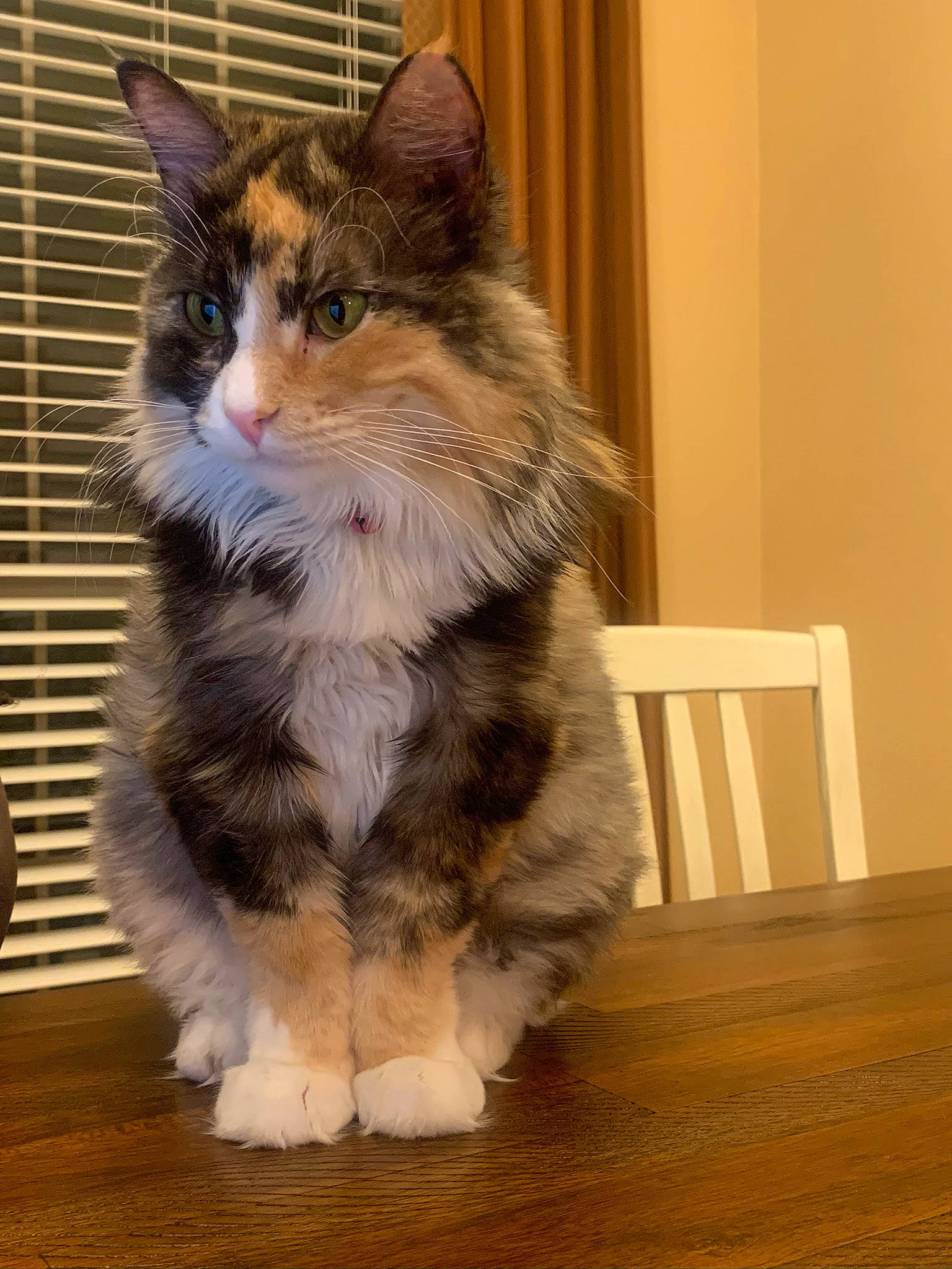 Irini is registered to the contest to win money with this photo: aegean_cat, american_wirehair, british_semi_longhair, carnivore, cat, cymric, domestic_long_haired_cat, domestic_short_haired_cat, european_shorthair, felidae, kitten, maine_coon, mammal, norwegian_forest_cat, paw, polydactyl_cat, ragamuffin, small_to_medium_sized_cats, vertebrate, whiskers