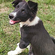 Appy participe au concours pour gagner de l'argent avec cette photo : dog, puppy, black_and_white, grass, outdoor, animal, pet, sitting, happy, tongue_out, fur, nature, young, playful, cute, canine, mammal, ears, nose, smiling