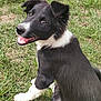 Appy participe au concours pour gagner de l'argent avec cette photo : dog, puppy, black_and_white, grass, outdoor, animal, pet, sitting, happy, tongue_out, fur, nature, young, playful, cute, canine, mammal, ears, nose, smiling