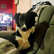 Appy participe au concours pour gagner de l'argent avec cette photo : dog, black_and_white, couch, blanket, indoor, television, home_decor, furniture, pet, relaxing, living_room, wall, ornament, picture_frame, soft_lighting, fur, canine, domestic_animal, resting, cozy