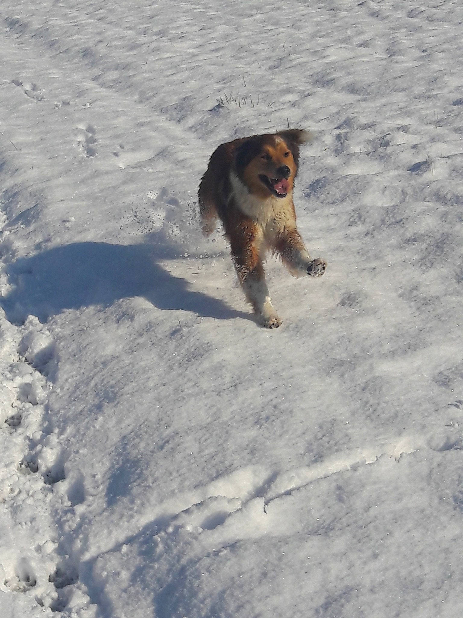 Mascotte a rejoint le concours — aidez-le/la à gagner de superbes lots ! australian_shepherd, canidae, carnivore, dog, dog_breed, dog_walking, english_shepherd, fur, snow, sporting_group, tail, winter, working_dog