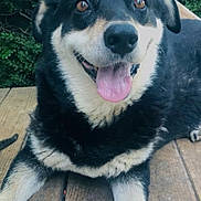 Jake joined the competition — help win amazing prizes! dog, smiling, tongue_out, black_and_white, outdoor, wooden_deck, happy, pet, animal, fur, ears, face, brown_eyes, nature, relaxed, canine, tongue, resting, daylight, closeup