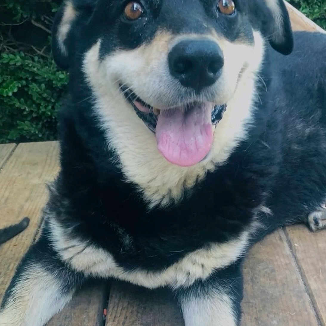 Jake