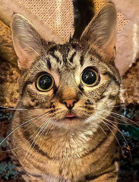 Hazel joined the competition — help win amazing prizes! art, carnivore, cat, close_up, curious, domestic_short_haired_cat, felidae, fur, grass, iris, organism, painting, pattern, small_to_medium_sized_cats, snout, terrestrial_animal, whiskers, wildlife, window