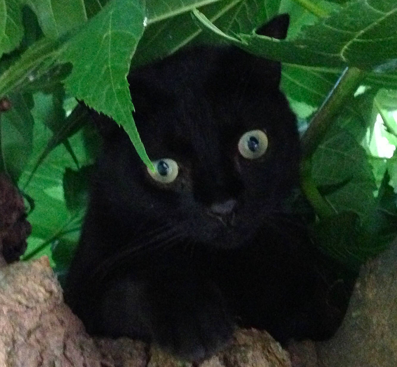 Eugène a rejoint le concours — aidez-le/la à gagner de superbes lots ! black, black_cat, bombay, carnivore, cat, eye, felidae, fur, leaf, organism, plant, small_to_medium_sized_cats, whiskers