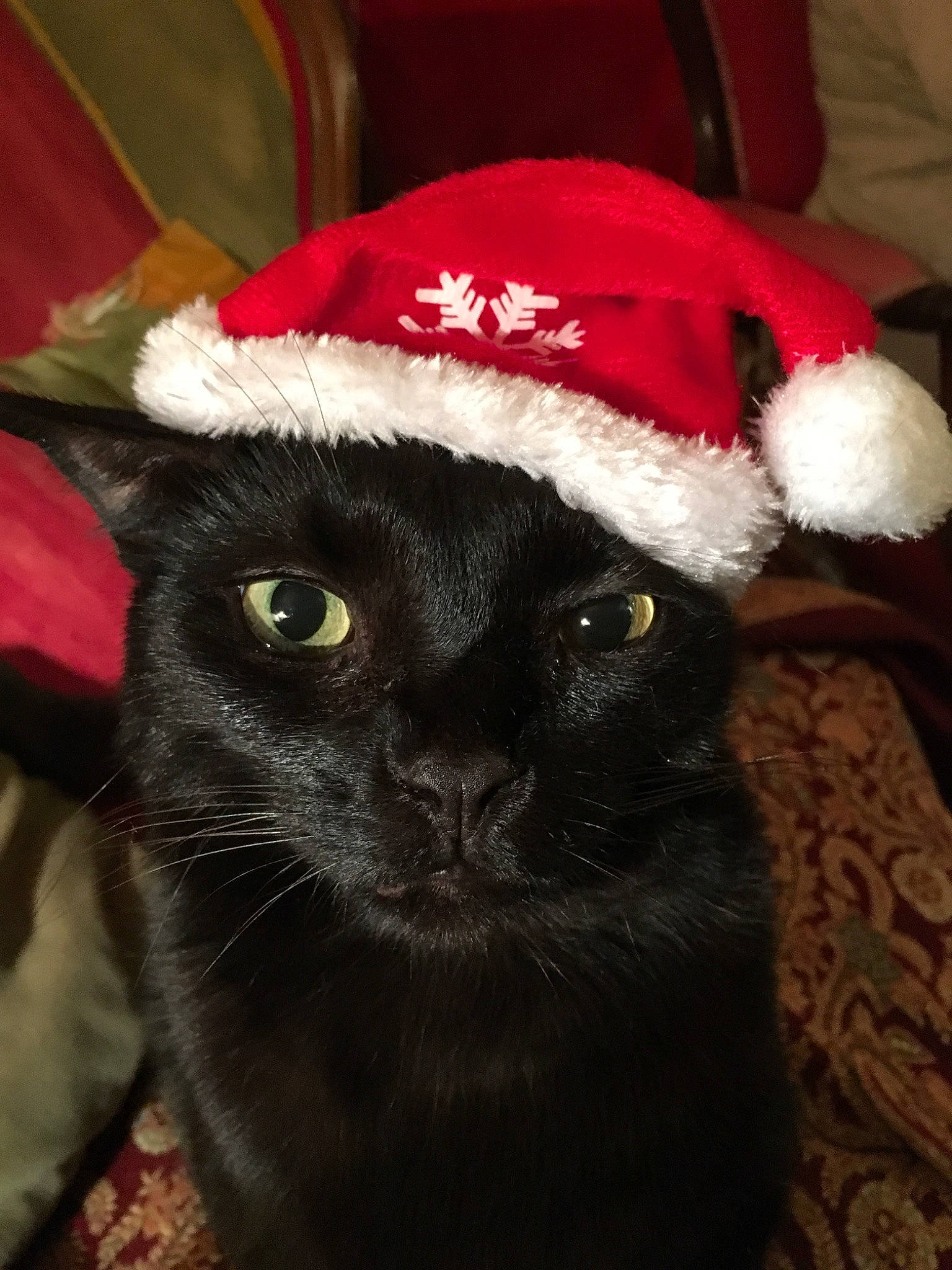 Eugène a rejoint le concours — aidez-le/la à gagner de superbes lots ! black_cat, carnivore, cat, christmas, felidae, fictional_character, fur, hat, headgear, holiday, santa_claus, small_to_medium_sized_cats, snout, whiskers