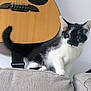 acoustic_guitar, animal, black_and_white, cat, close_up, couch, curious, cute, domestic_cat, ears, furniture, home, indoor, kitten, pet, resting, tail, wall, whiskers, young_cat