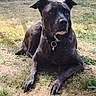 dog, black_dog, brindle, pet, animal, canine, outdoor, yard, grass, sitting, lying_down, collar, tag, paws, ears, snout, brown_eyes, portrait, front_view, garden
