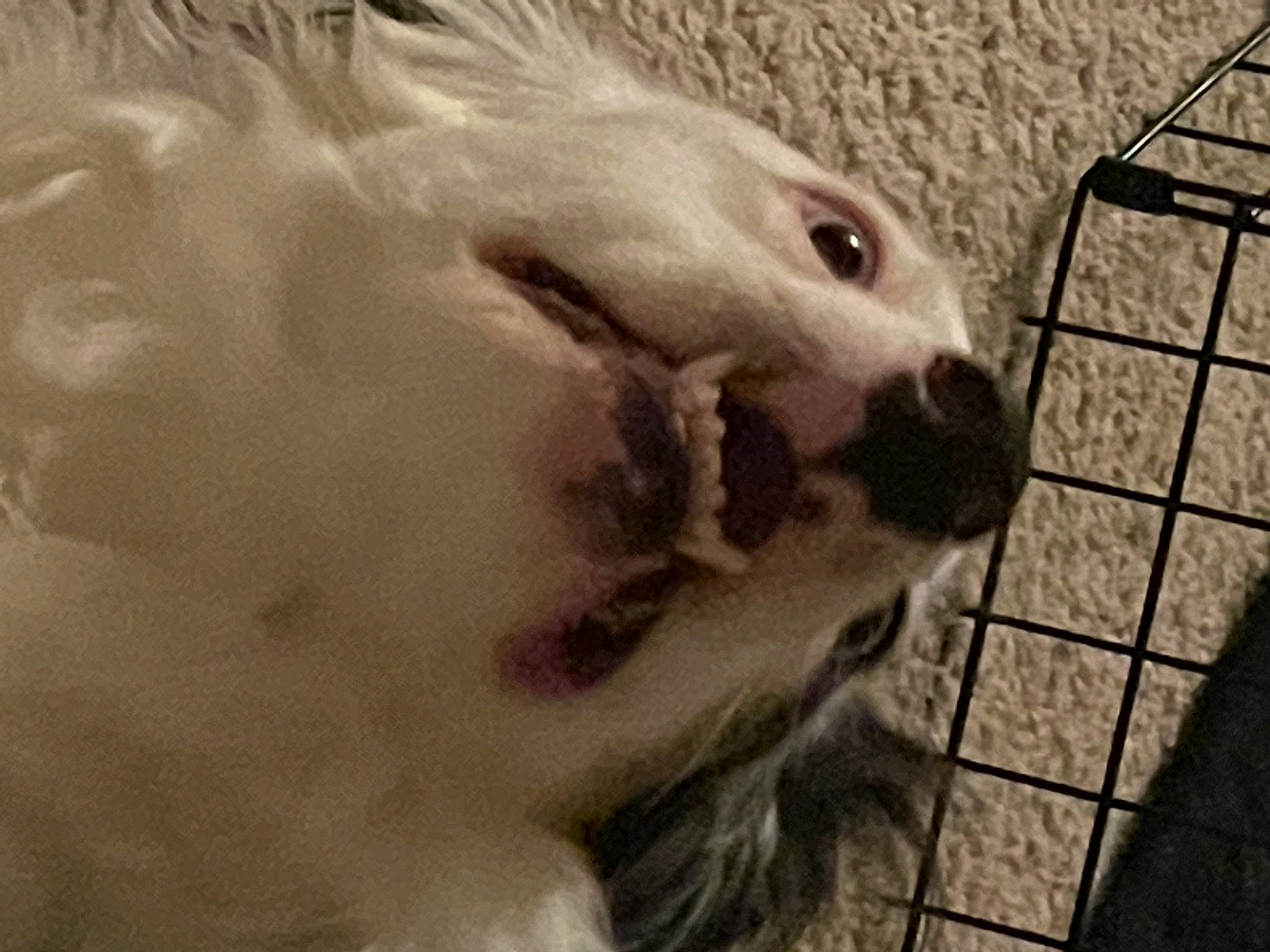 Spicy Icy joined the competition — help win amazing prizes! carnivore, companion_dog, dog_breed, eye, fawn, feather, felidae, fence, fur, goat, goats, jaw, livestock, pet_supply, small_to_medium_sized_cats, snout, sporting_group, terrestrial_animal, whiskers, wildlife