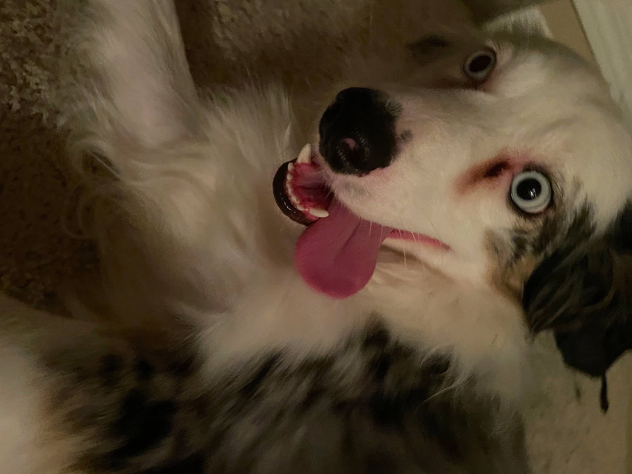 Smiley is registered to the contest to win money with this photo: canidae, carnivore, close_up, companion_dog, dog, dog_breed, ear, eyelash, fang, fawn, felidae, iris, jaw, silken_windhound, small_to_medium_sized_cats, snout, sporting_group, toy, whiskers, working_animal