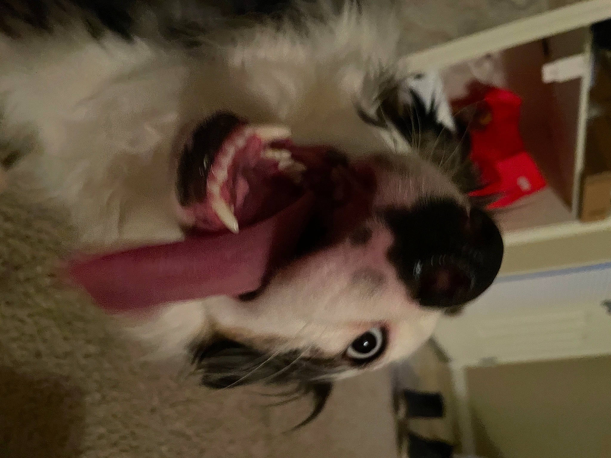 Smiley is registered to the contest to win money with this photo: canidae, carnivore, claw, companion_dog, dog, dog_breed, ear, fang, fawn, felidae, fur, natural_material, non_sporting_group, paw, small_to_medium_sized_cats, snout, sporting_group, tail, whiskers, yawn