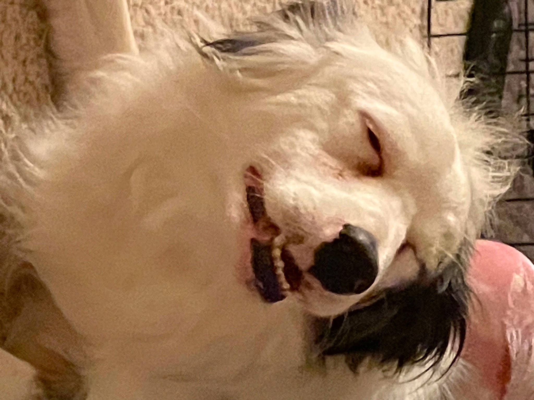 Smiley is registered to the contest to win money with this photo: canidae, carnivore, companion_dog, dog, dog_breed, ear, eyelash, fang, fawn, felidae, fur, paw, puppy_love, selfie, shout, snout, sporting_group, terrier, toy_dog, whiskers