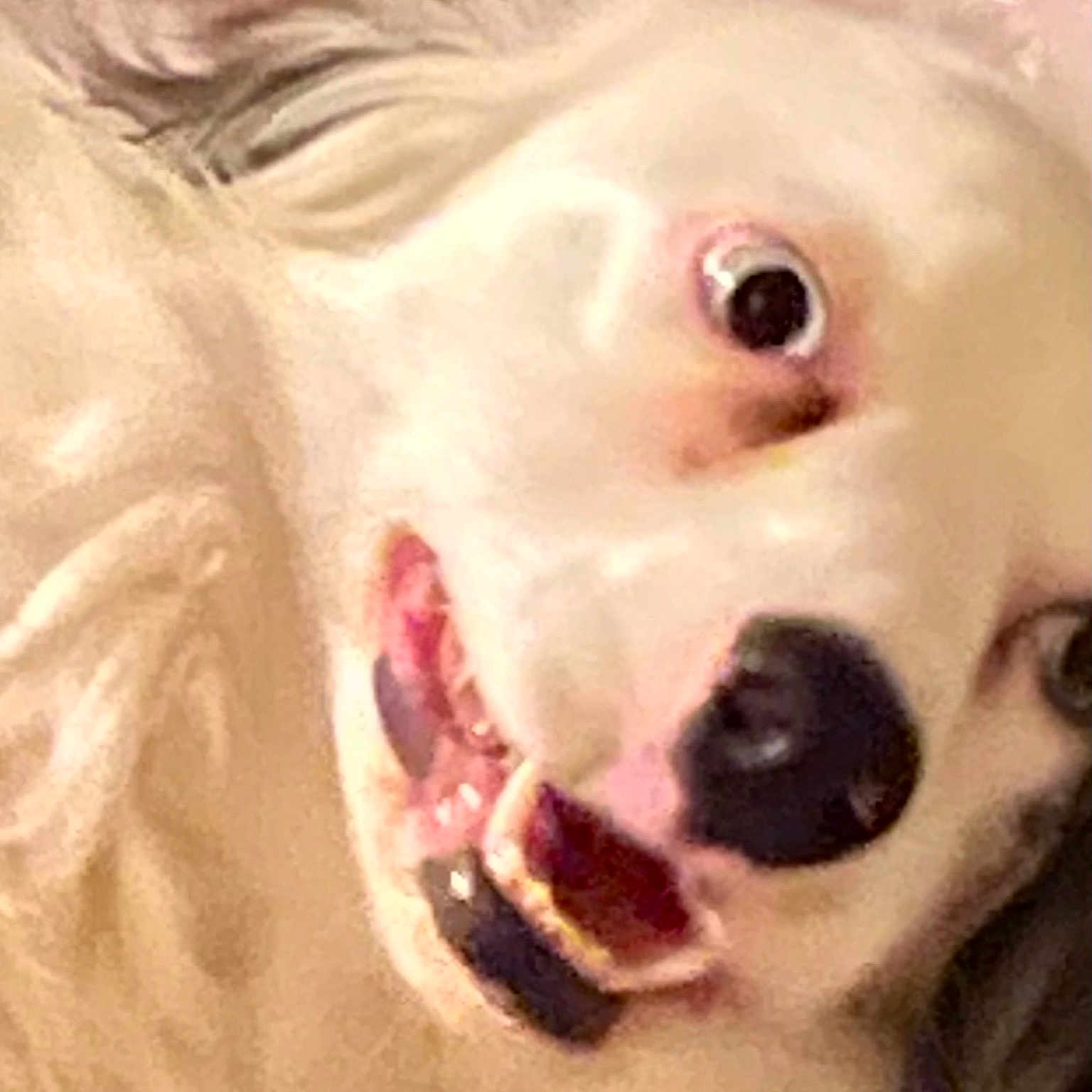 It Clown is registered to the contest to win money with this photo: art, carnivore, close_up, companion_dog, dog, dog_breed, ear, eyelash, fang, fawn, helmet, iris, jaw, mouth, nose, snout, tooth, toy_dog, whiskers, working_animal