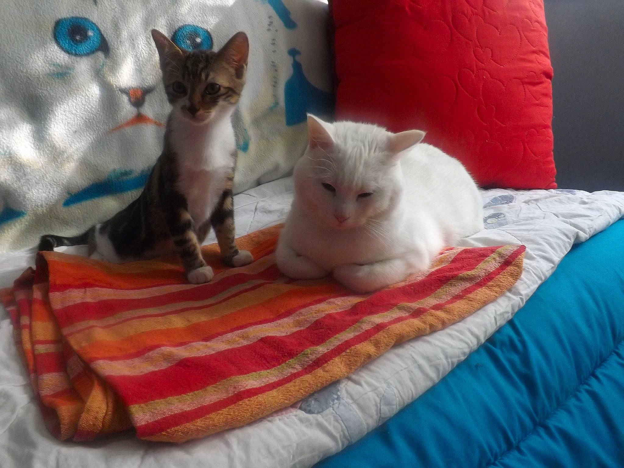 Mika a rejoint le concours — aidez-le/la à gagner de superbes lots ! asian, burmilla, carnivore, cat, colorpoint_shorthair, fawn, felidae, german_rex, khao_manee, kitten, mammal, ojos_azules, ragdoll, singapura, small_to_medium_sized_cats, thai, turkish_angora, turkish_van, vertebrate, whiskers