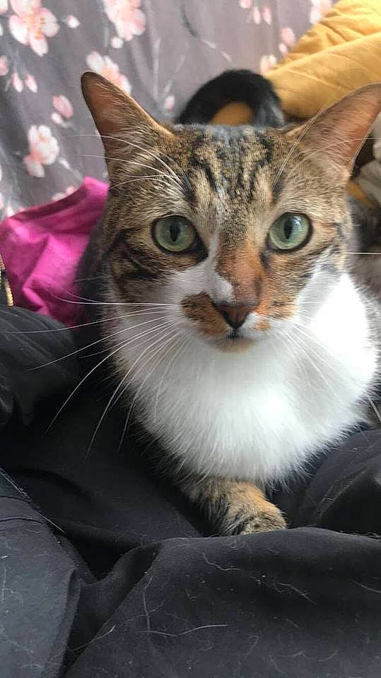 Mika a rejoint le concours — aidez-le/la à gagner de superbes lots ! aegean_cat, american_shorthair, american_wirehair, asian, australian_mist, carnivore, cat, domestic_short_haired_cat, european_shorthair, felidae, kitten, mammal, ojos_azules, small_to_medium_sized_cats, snout, tabby_cat, vertebrate, whiskers