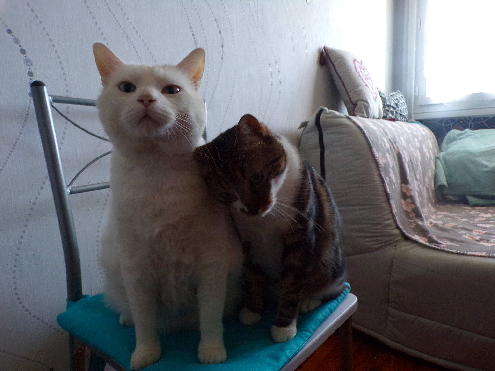 Mika participe au concours pour gagner de l'argent avec cette photo : aegean_cat, asian, british_semi_longhair, british_shorthair, carnivore, cat, domestic_short_haired_cat, european_shorthair, fawn, felidae, kitten, mammal, ojos_azules, paw, polydactyl_cat, small_to_medium_sized_cats, turkish_angora, turkish_van, vertebrate, whiskers