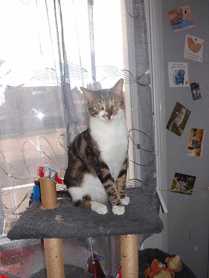 Mika