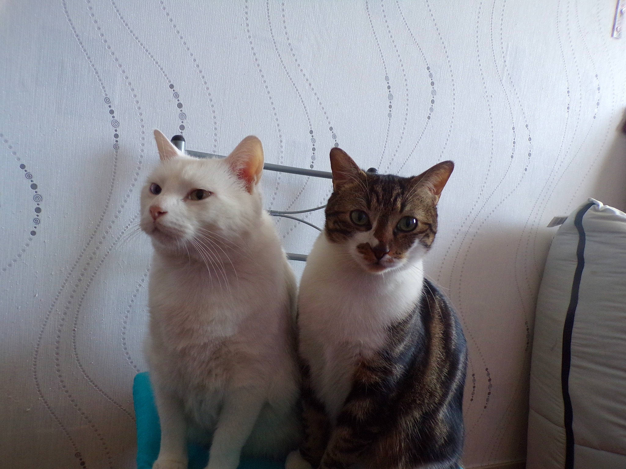 Lecha a rejoint le concours — aidez-le/la à gagner de superbes lots ! beige, carnivore, cat, domestic_short_haired_cat, fawn, felidae, fur, paw, peach, small_to_medium_sized_cats, snout, tail, toe, vertebrate, whiskers