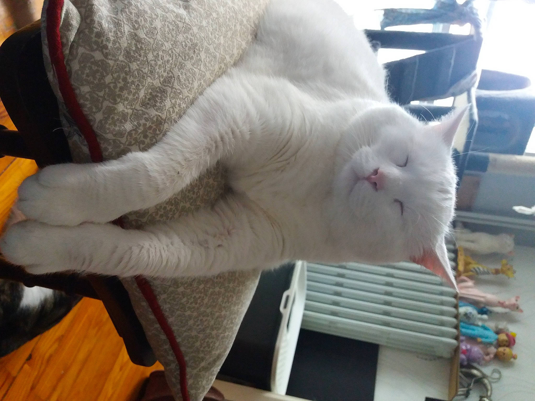 Lecha a rejoint le concours — aidez-le/la à gagner de superbes lots ! carnivore, cat, claw, comfort, domestic_short_haired_cat, felidae, fur, gesture, hardwood, nail, paw, small_to_medium_sized_cats, tail, whiskers, wood