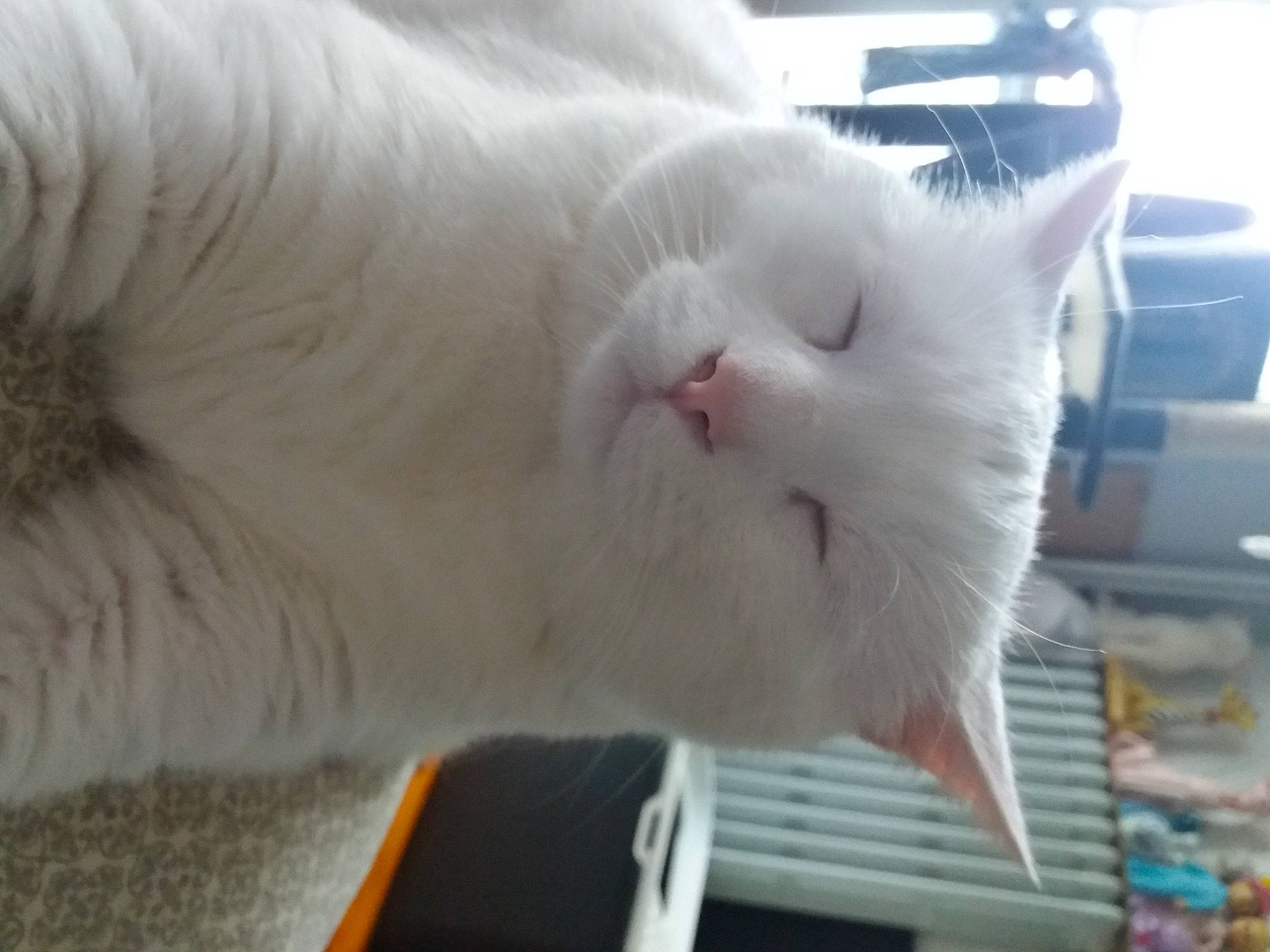 Lecha participe au concours pour gagner de l'argent avec cette photo : carnivore, cat, comfort, domestic_short_haired_cat, ear, fang, felidae, fur, small_to_medium_sized_cats, snout, tail, terrestrial_animal, whiskers