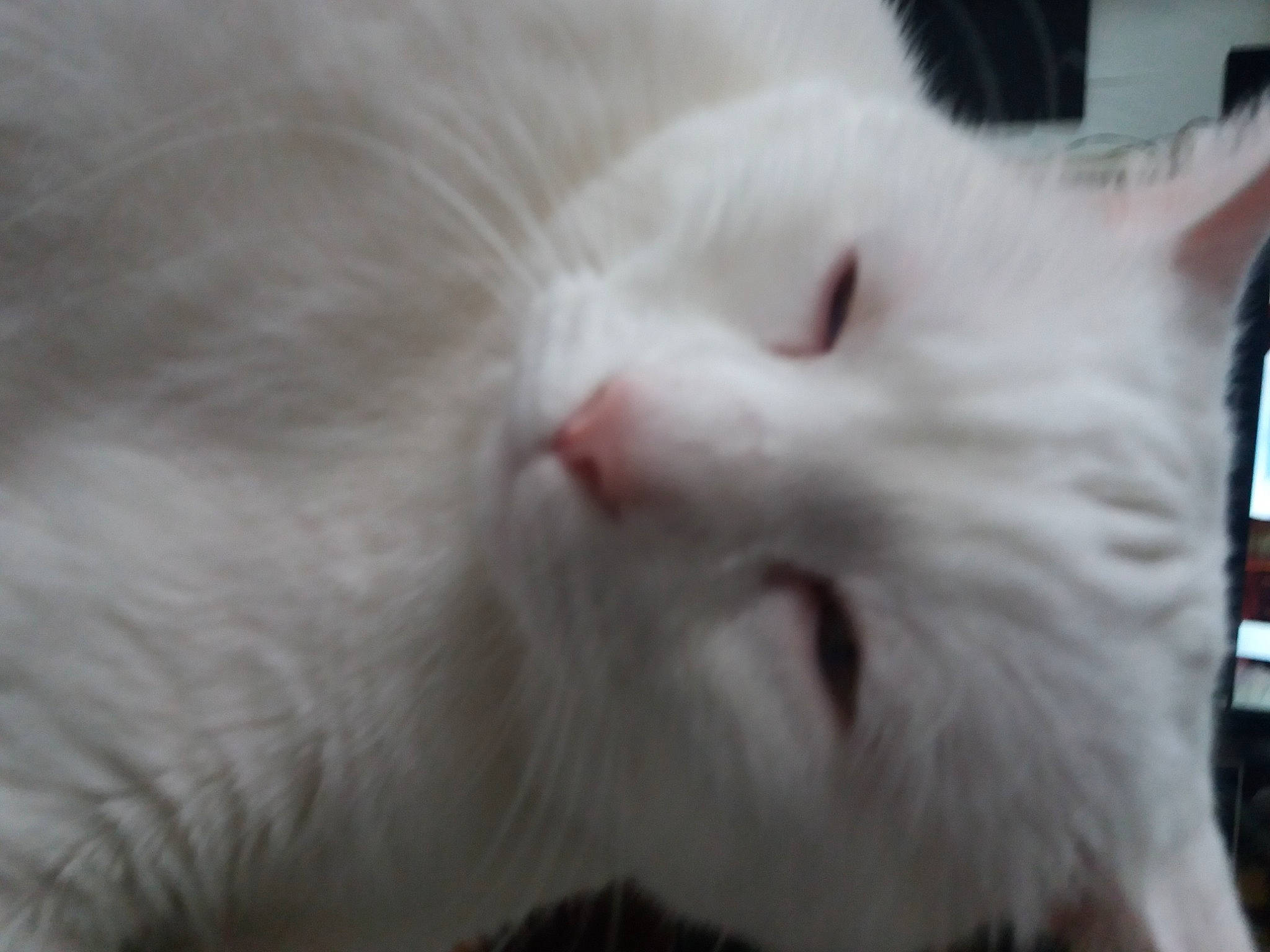 Lecha a rejoint le concours — aidez-le/la à gagner de superbes lots ! carnivore, cat, claw, domestic_short_haired_cat, ear, felidae, fur, paw, small_to_medium_sized_cats, tail, whiskers