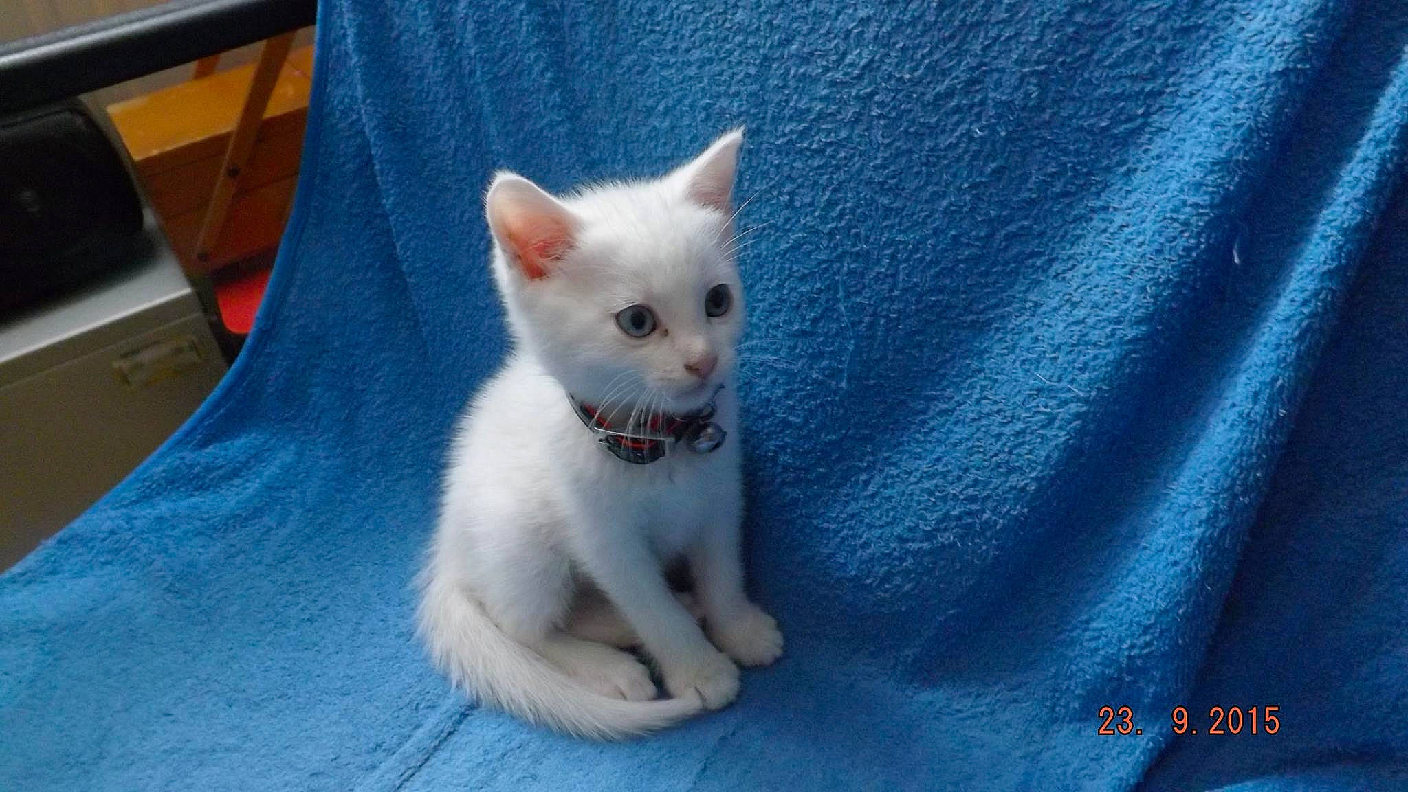 Lecha a rejoint le concours — aidez-le/la à gagner de superbes lots ! aegean_cat, arabian_mau, asian, burmilla, carnivore, cat, colorpoint_shorthair, domestic_short_haired_cat, felidae, german_rex, javanese, khao_manee, kitten, mammal, ojos_azules, small_to_medium_sized_cats, turkish_angora, turkish_van, vertebrate, whiskers