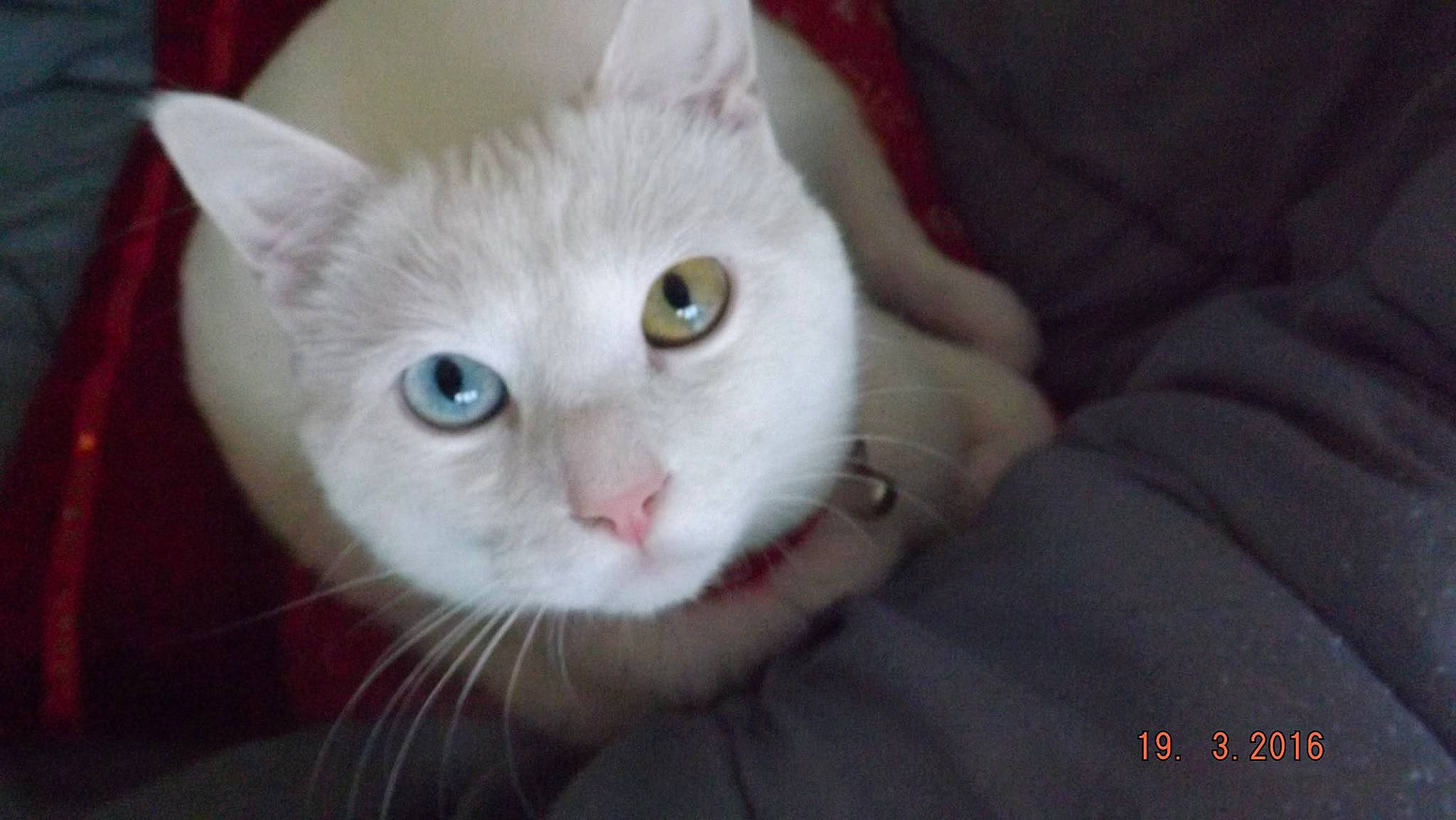 Lecha a rejoint le concours — aidez-le/la à gagner de superbes lots ! aegean_cat, american_wirehair, asian, burmilla, carnivore, cat, domestic_short_haired_cat, eye, felidae, head, khao_manee, kitten, mammal, nose, small_to_medium_sized_cats, snout, turkish_angora, turkish_van, vertebrate, whiskers