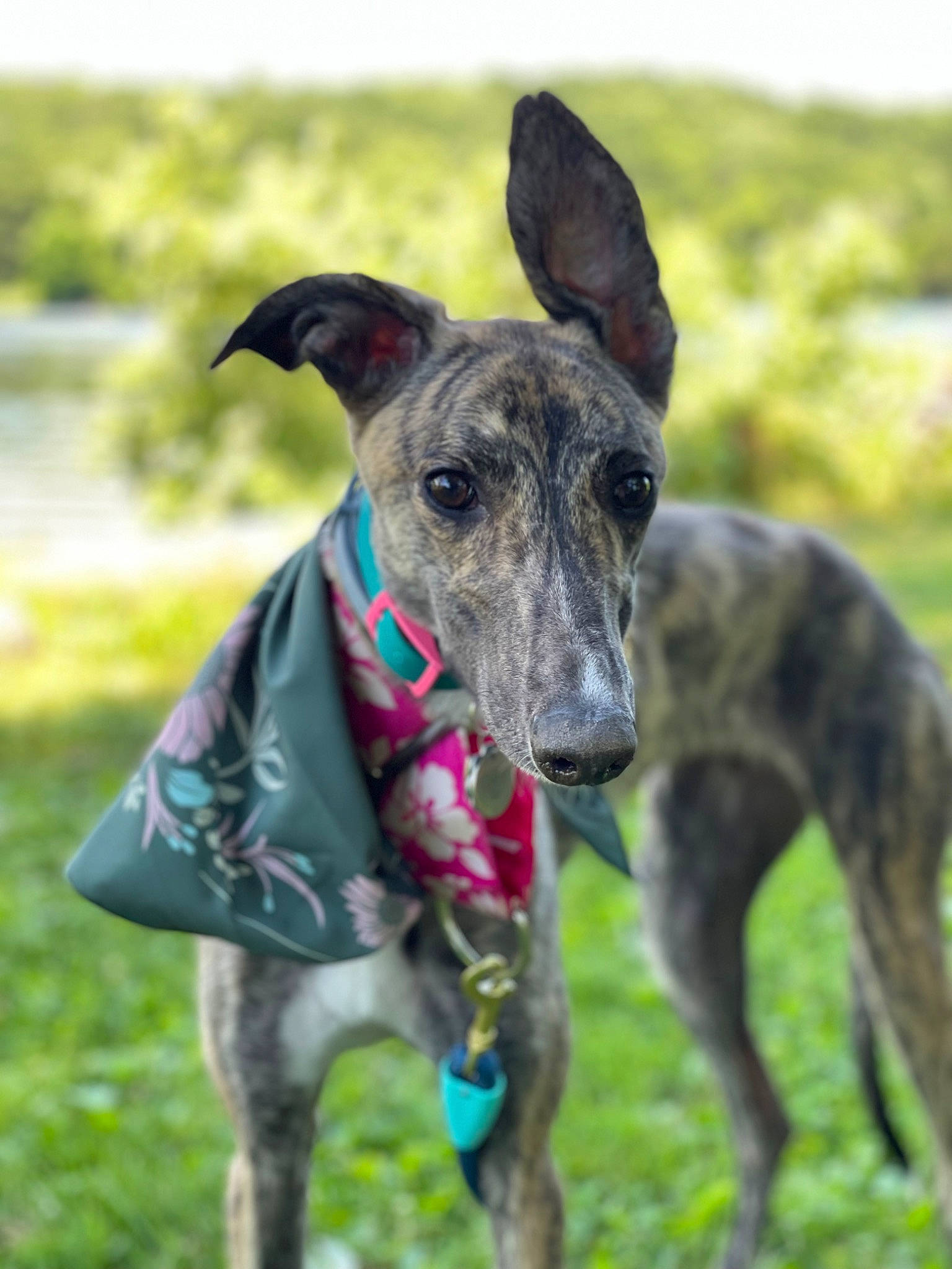 Quigley is registered to the contest to win money with this photo: carnivore, collar, companion_dog, dog, dog_breed, dog_collar, dog_supply, fawn, grass, magyar_agar, pet_supply, plant, rampur_greyhound, sighthound, snout, sporting_group, tail, terrestrial_animal, whiskers, working_animal