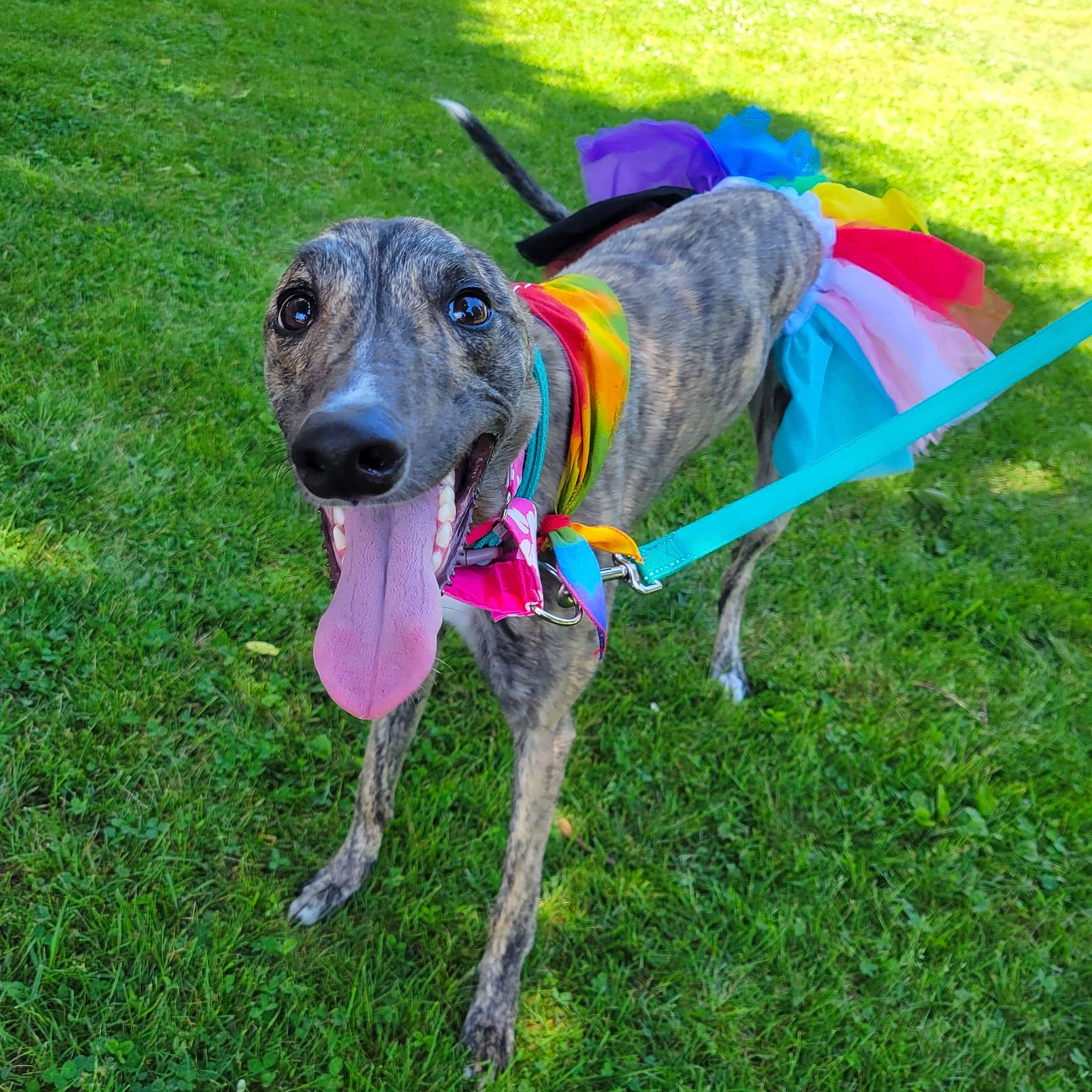 Quigley joined the competition — help win amazing prizes! carnivore, collar, companion_dog, dog, dog_breed, dog_clothes, dog_collar, dog_supply, fashion_accessory, fawn, grass, leash, magyar_agar, pet_supply, plant, sighthound, snout, sporting_group, tail, working_animal