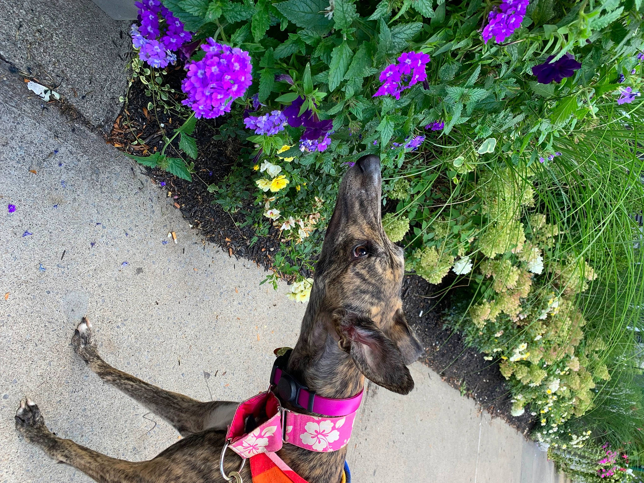 Quigley joined the competition — help win amazing prizes! annual_plant, carnivore, collar, dog, dog_breed, dog_collar, dog_supply, fawn, flower, foot, grass, groundcover, human_leg, leash, magenta, pet_supply, petal, plant, purple, working_animal