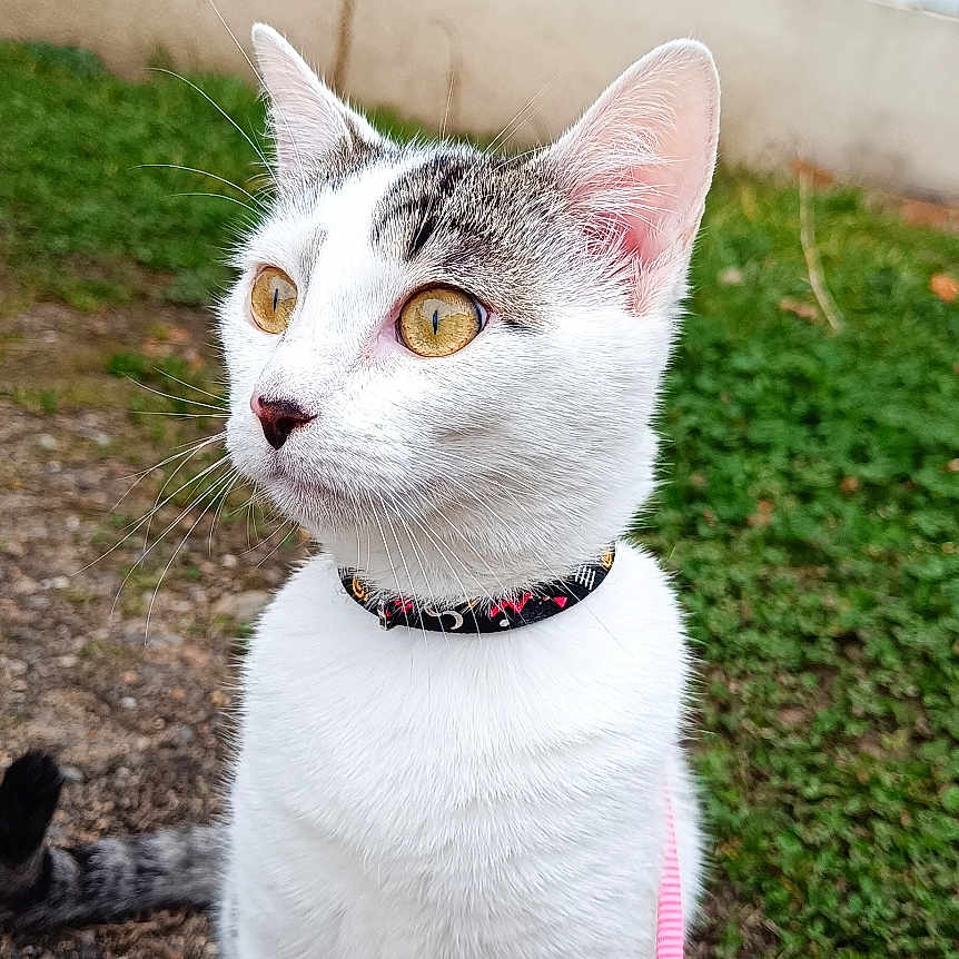 Vii participe au concours pour gagner de l'argent avec cette photo : abyssinian, accessories, animal, cat, collar, formalwear, grass, harness, kitten, lawn, leash, manx, pet, plant, siamese, slate, strap, tie, white