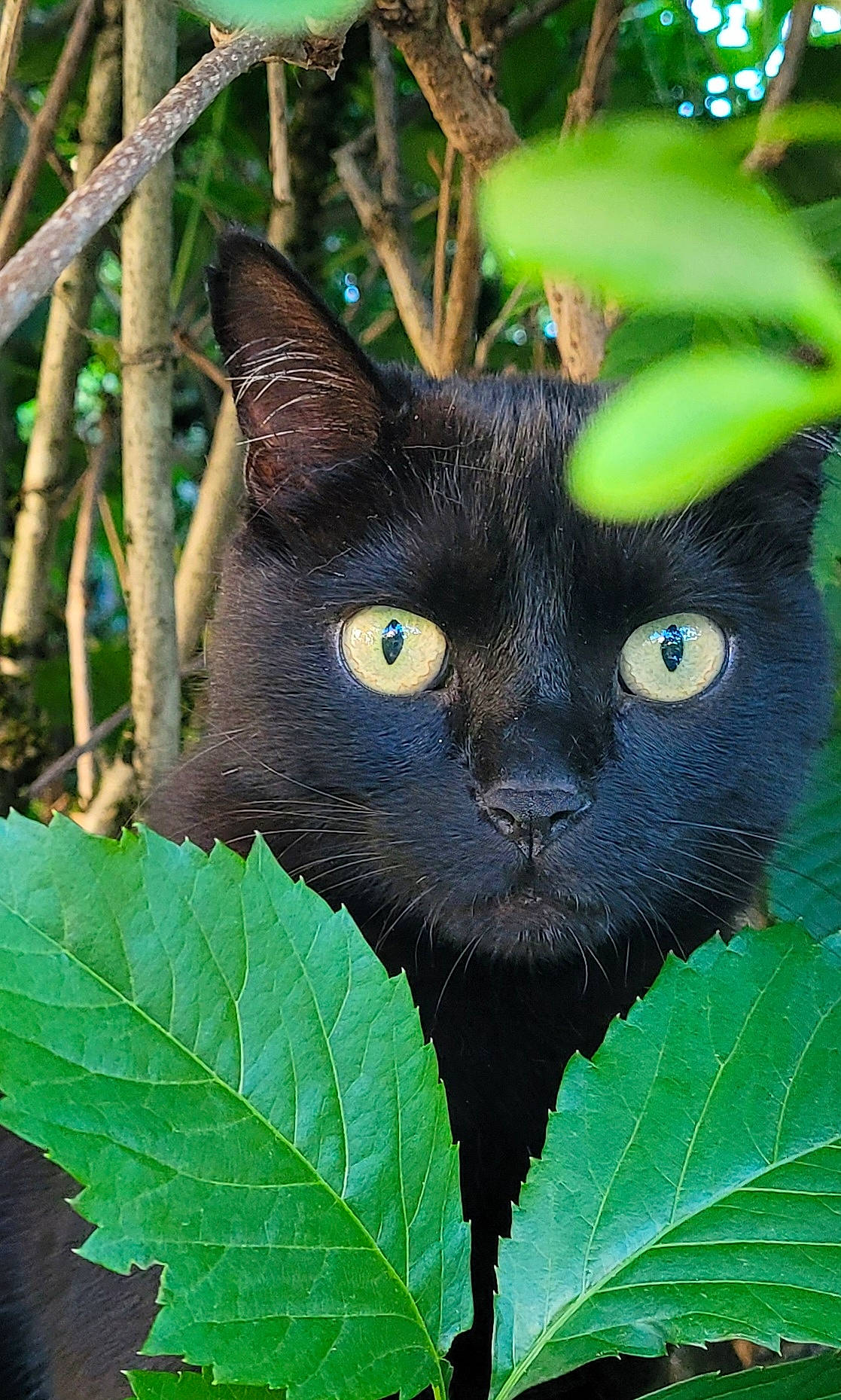 Mooglie participe au concours pour gagner de l'argent avec cette photo : black_cat, carnivore, cat, domestic_short_haired_cat, electric_blue, felidae, flowering_plant, fur, grass, green, leaf, organism, plant, small_to_medium_sized_cats, snout, terrestrial_animal, tree, twig, whiskers, wildlife