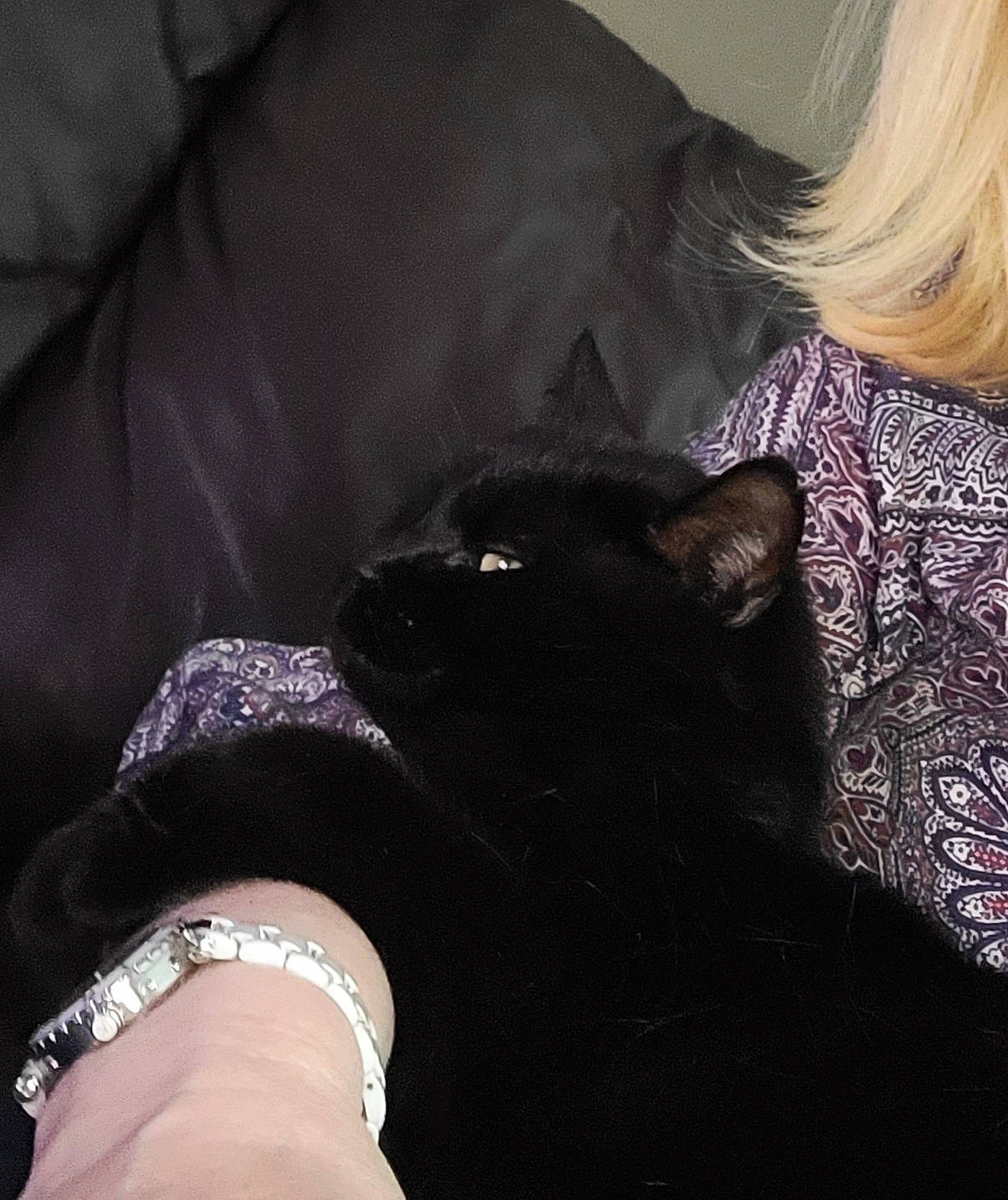 Mooglie participe au concours pour gagner de l'argent avec cette photo : black, black_cat, black_hair, bombay, carnivore, cat, comfort, dog_breed, felidae, gesture, linens, neck, shoulder, sleeve, small_to_medium_sized_cats, snout, t_shirt, textile, watch, whiskers