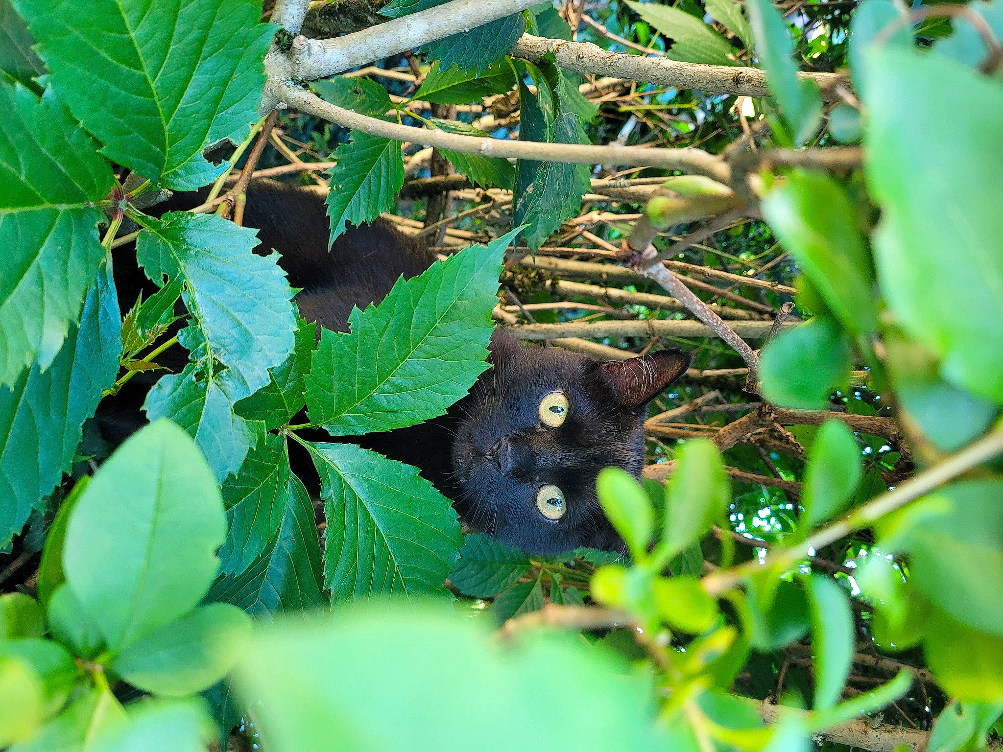 Mooglie participe au concours pour gagner de l'argent avec cette photo : annual_plant, felidae, flowering_plant, grass, groundcover, herb, plant, snout, subshrub, terrestrial_animal, terrestrial_plant, tree, twig, whiskers