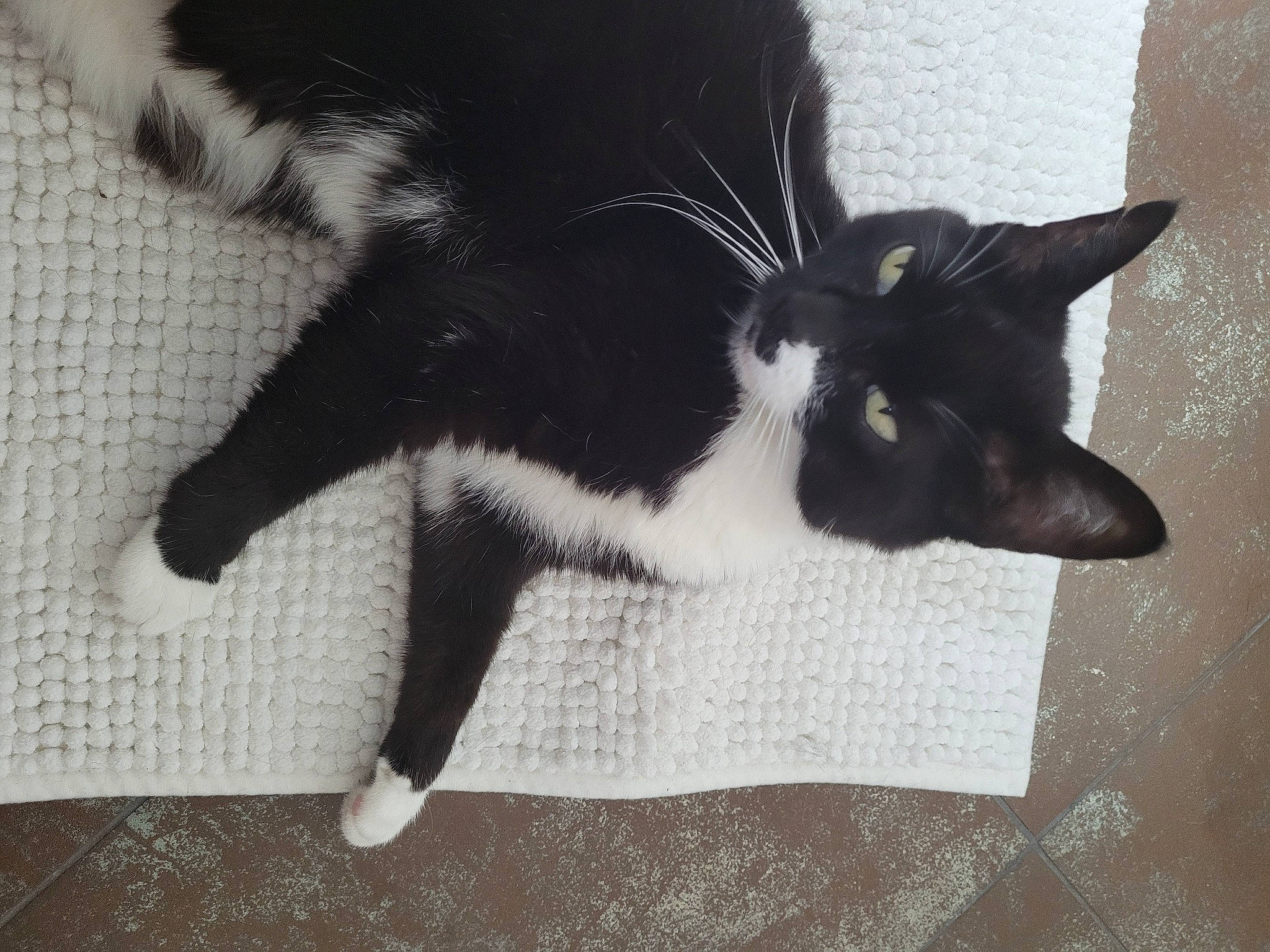 Enola a rejoint le concours — aidez-le/la à gagner de superbes lots ! black_cat, canidae, carnivore, cat, claw, comfort, dog_breed, domestic_short_haired_cat, felidae, flooring, foot, fur, head, human_leg, paw, small_to_medium_sized_cats, snout, tail, terrestrial_animal, whiskers