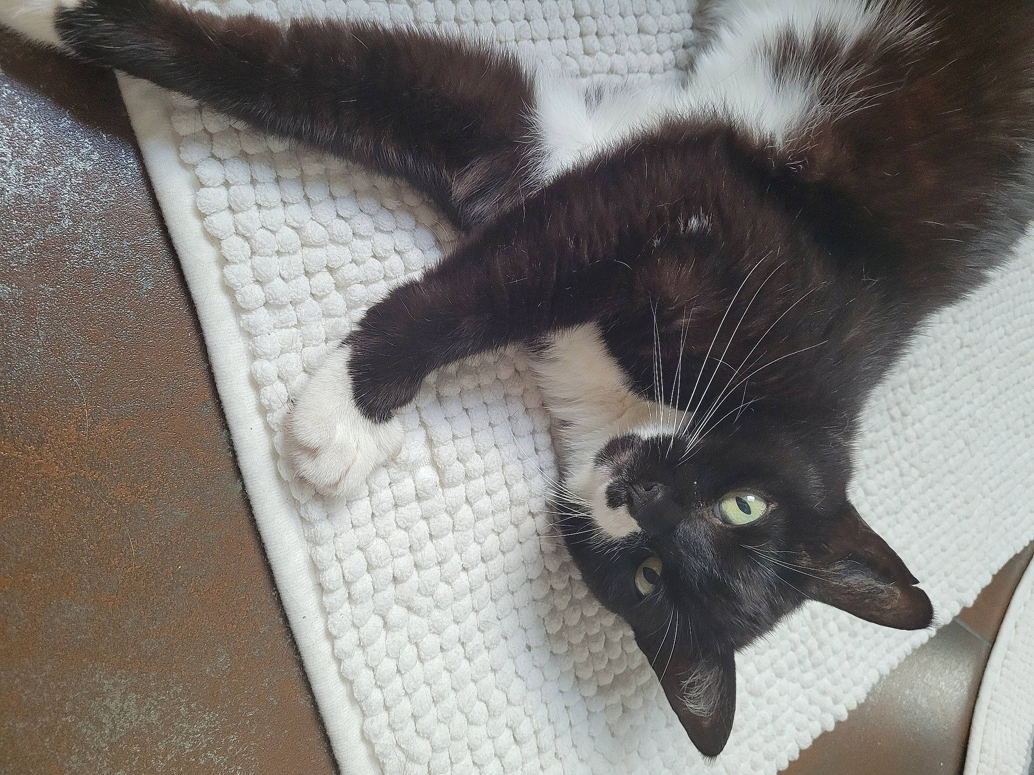 Enola a rejoint le concours — aidez-le/la à gagner de superbes lots ! black_cat, bombay, carnivore, cat, claw, comfort, dog_breed, domestic_short_haired_cat, felidae, foot, fur, pattern, paw, small_to_medium_sized_cats, snout, tail, terrestrial_animal, whiskers, woven_fabric