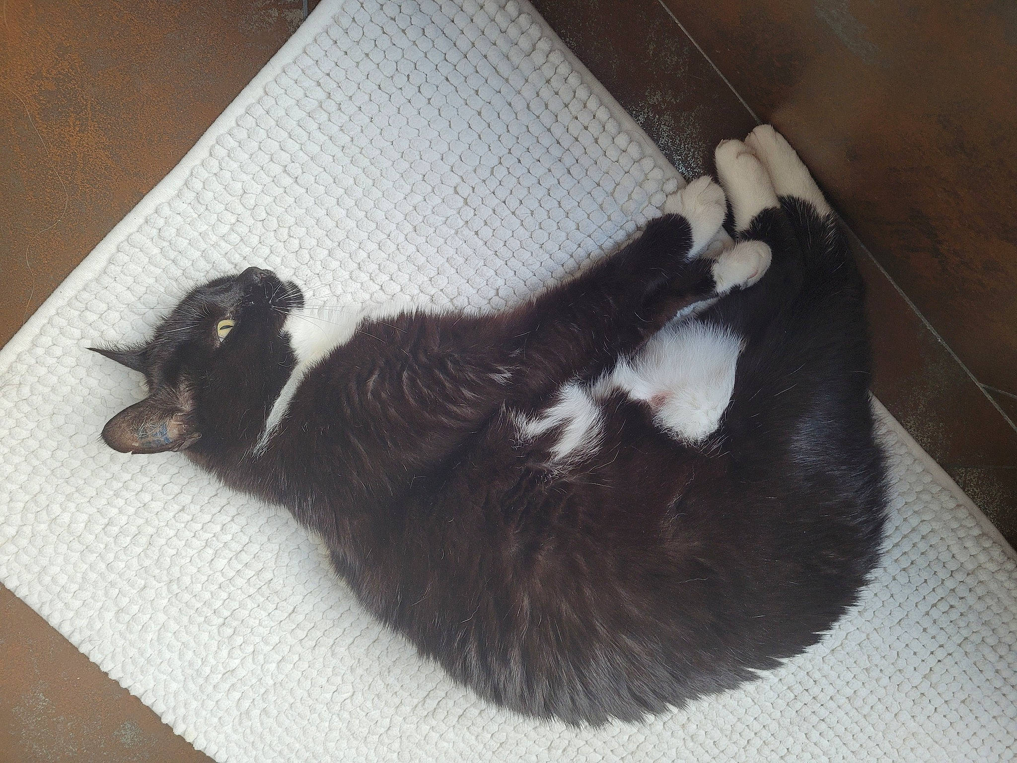 Enola participe au concours pour gagner de l'argent avec cette photo : black_cat, canidae, carnivore, cat, claw, comfort, dog_breed, domestic_short_haired_cat, felidae, flooring, fur, hardwood, paw, small_to_medium_sized_cats, tail, terrestrial_animal, whiskers