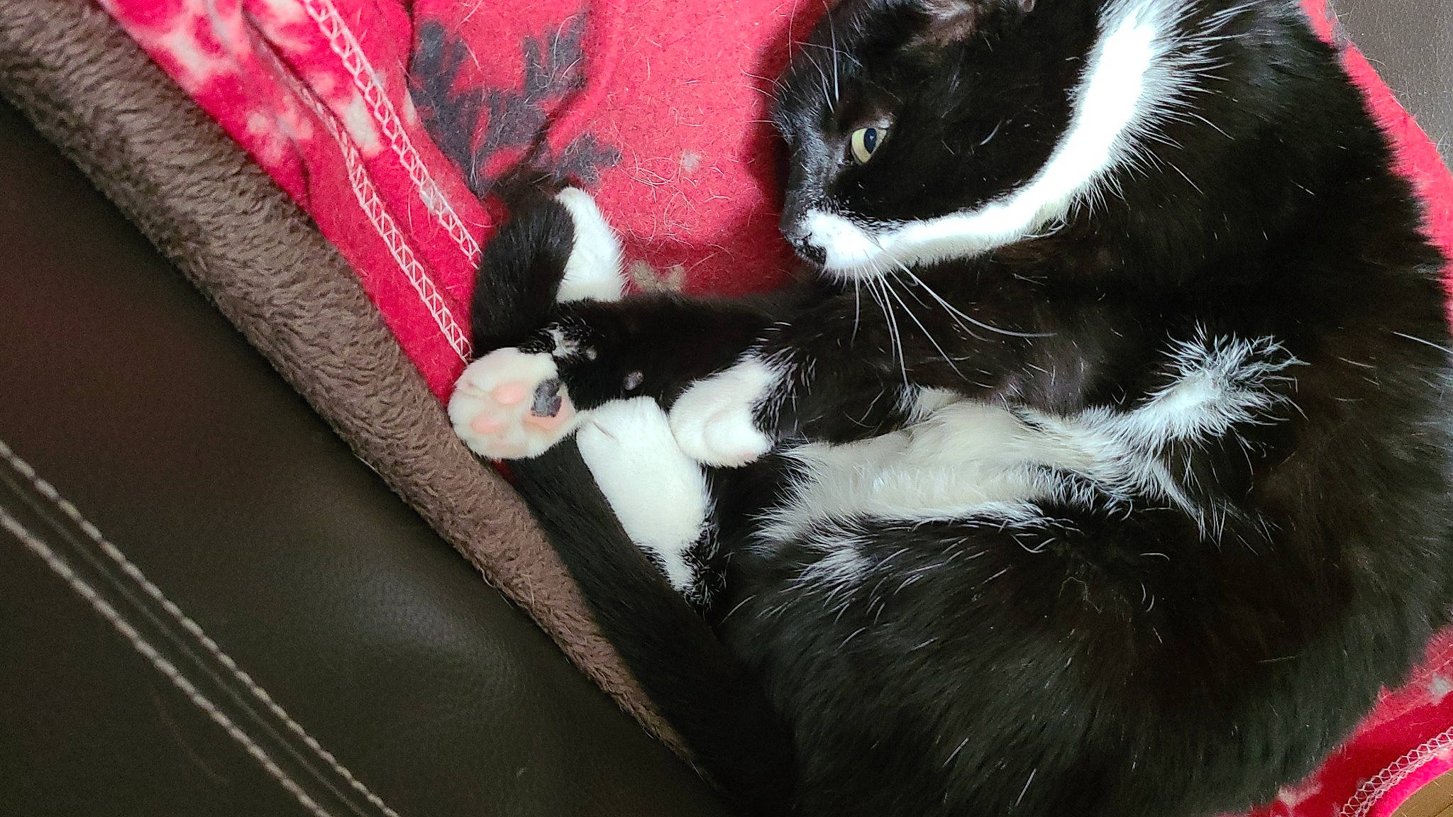 Enola participe au concours pour gagner de l'argent avec cette photo : carmine, carnivore, cat, claw, comfort, domestic_short_haired_cat, felidae, foot, fur, gesture, human_leg, natural_material, paw, small_to_medium_sized_cats, snout, tail, terrestrial_animal, vertebrate, whiskers