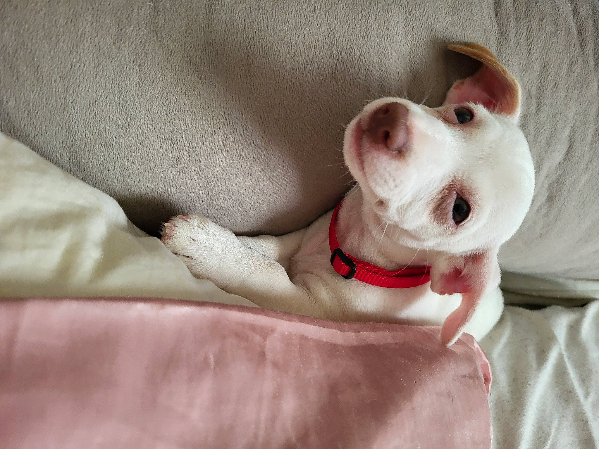 Poppy is registered to the contest to win money with this photo: canidae, carnivore, collar, comfort, companion_dog, dog, dog_breed, dog_collar, dog_supply, ear, fawn, fur, linens, non_sporting_group, pet_supply, puppy, sporting_group, toy_dog, whiskers, working_animal