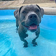 Suki a rejoint le concours — aidez-le/la à gagner de superbes lots ! animal, backyard, blue_water, close_up, dog, floppy_ears, flowerpots, gray_dog, happy, outdoor, patio, pet, pool, portrait, short_fur, smiling, summer, swimming, water, white_chest