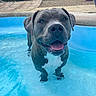 animal, backyard, blue_water, close_up, dog, floppy_ears, flowerpots, gray_dog, happy, outdoor, patio, pet, pool, portrait, short_fur, smiling, summer, swimming, water, white_chest