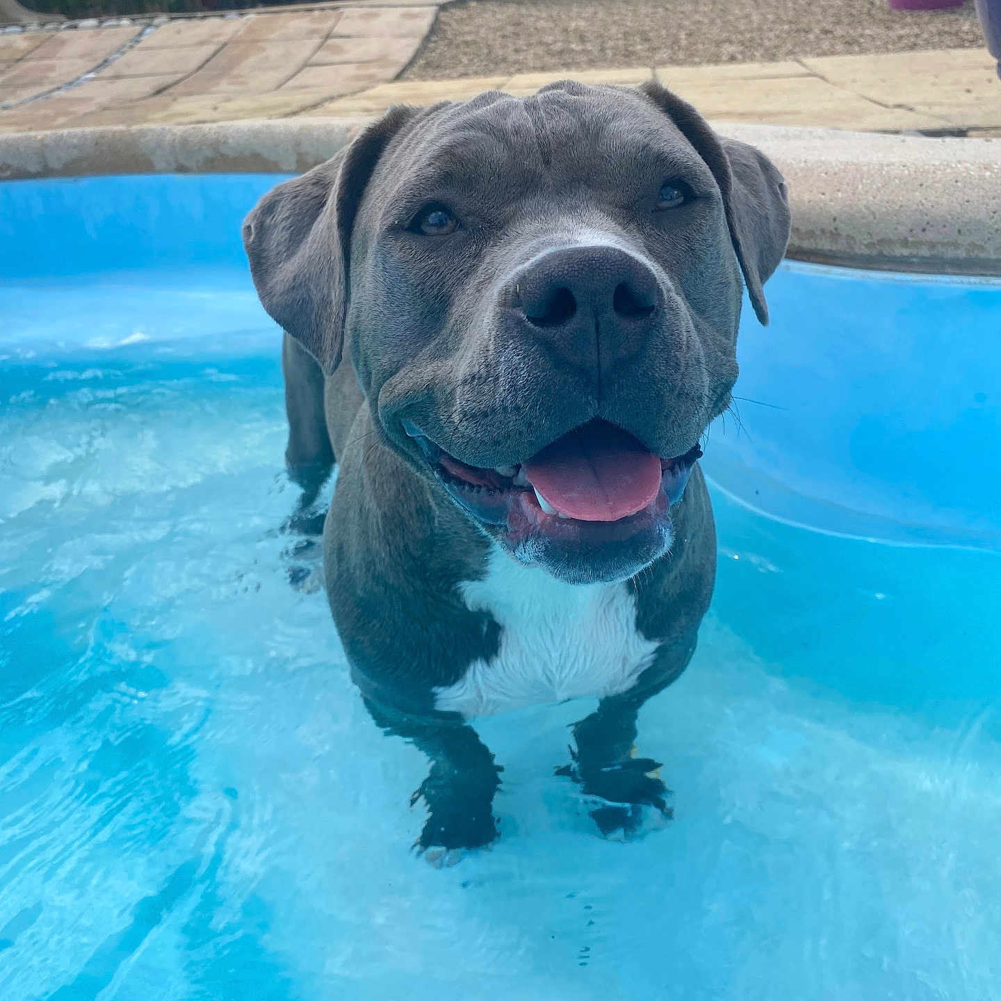 Suki
