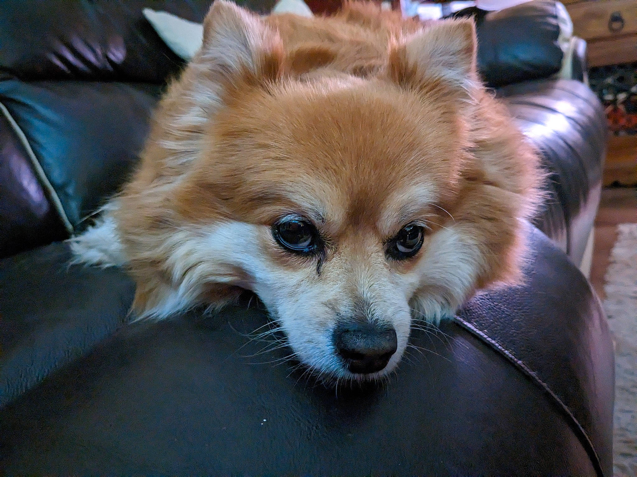 Bobo is registered to the contest to win money with this photo: canidae, carnivore, companion_dog, dog, dog_breed, dog_supply, ear, fawn, fur, german_spitz, german_spitz_klein, german_spitz_mittel, pomeranian, snout, spitz, sporting_group, terrestrial_animal, toy_dog, volpino_italiano, whiskers