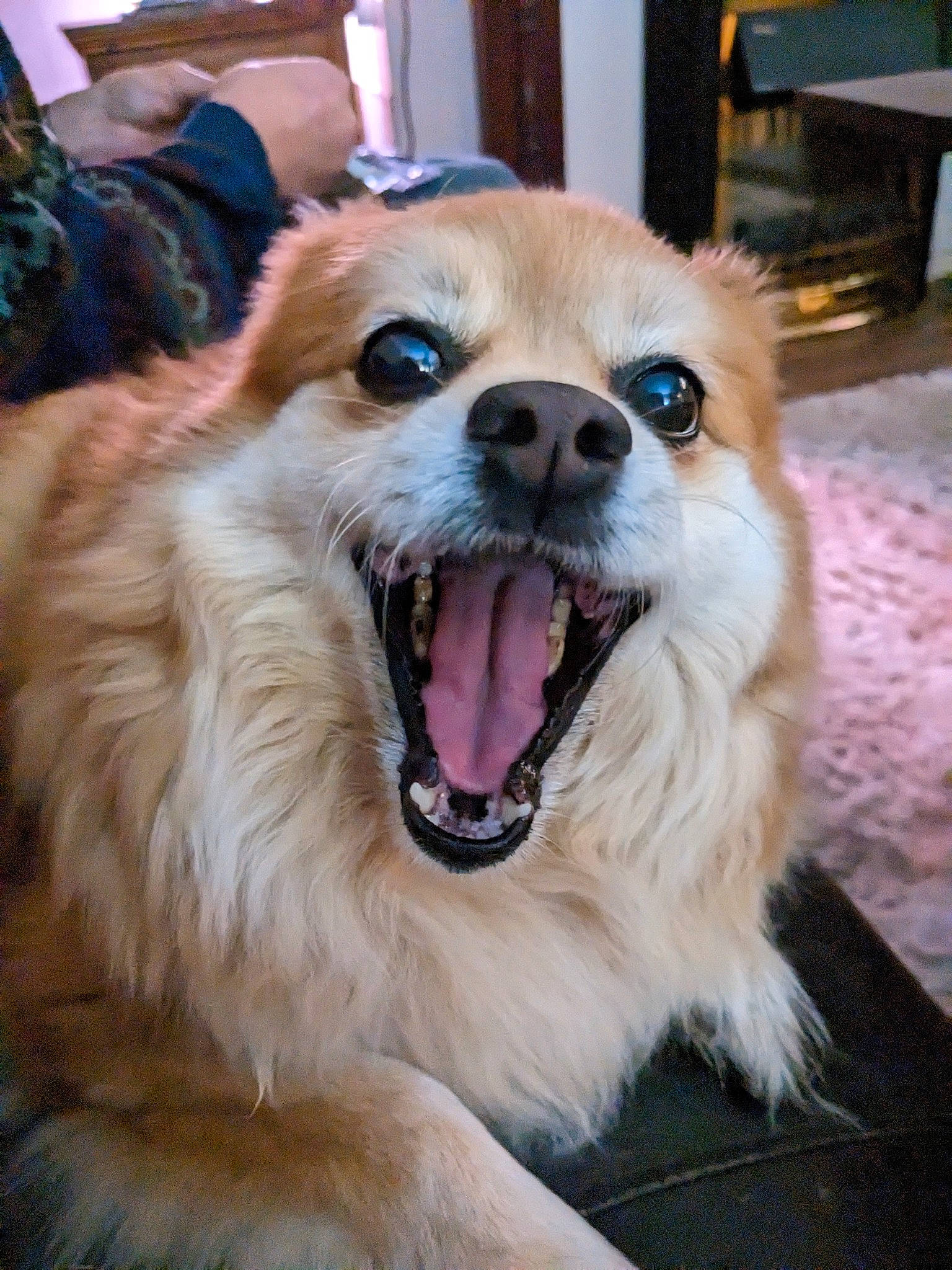 Bobo joined the competition — help win amazing prizes! canidae, carnivore, collar, companion_dog, dog, dog_breed, eye, fang, fawn, fur, german_spitz_klein, iris, plant, smile, snout, spitz, sporting_group, tongue, toy_dog, whiskers